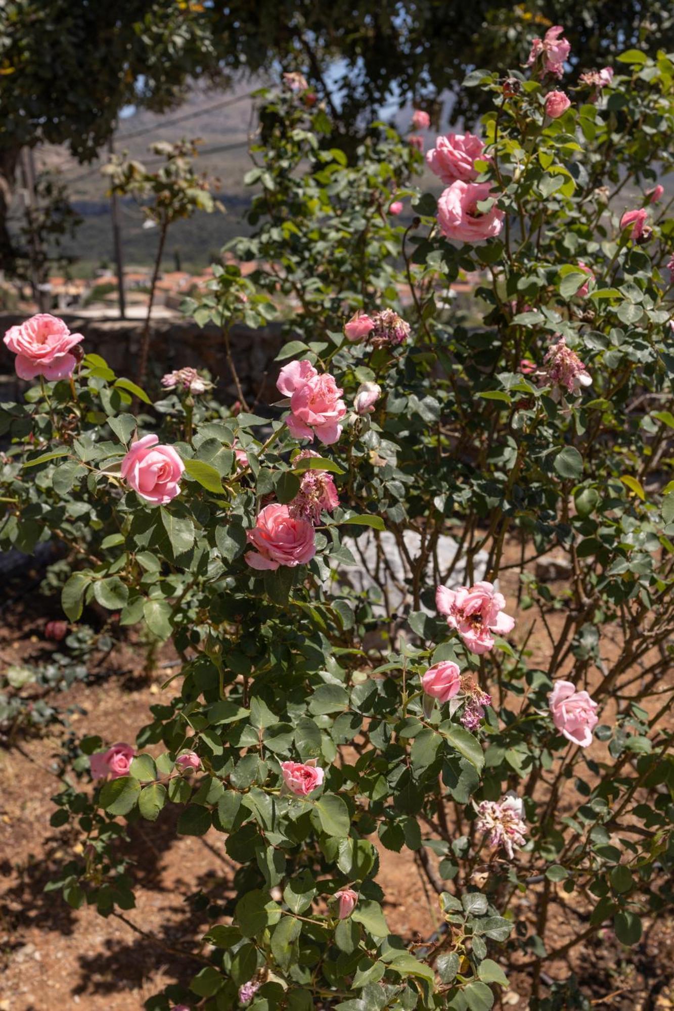 אויטילון Petritis Guesthouse מראה חיצוני תמונה